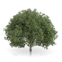 Crack Willow Tree (Salix fragilis) 12.8m