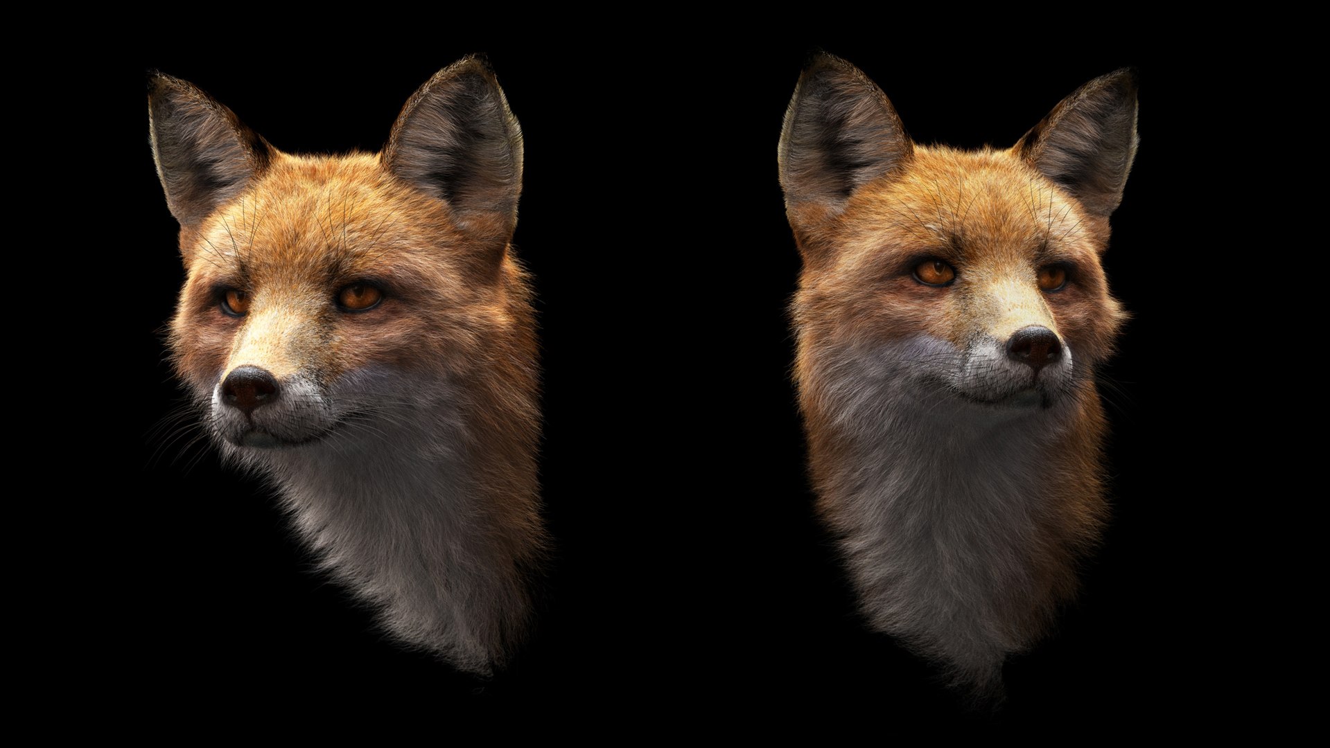 3D FOX RIG XGEN-CORE - TurboSquid 2085897