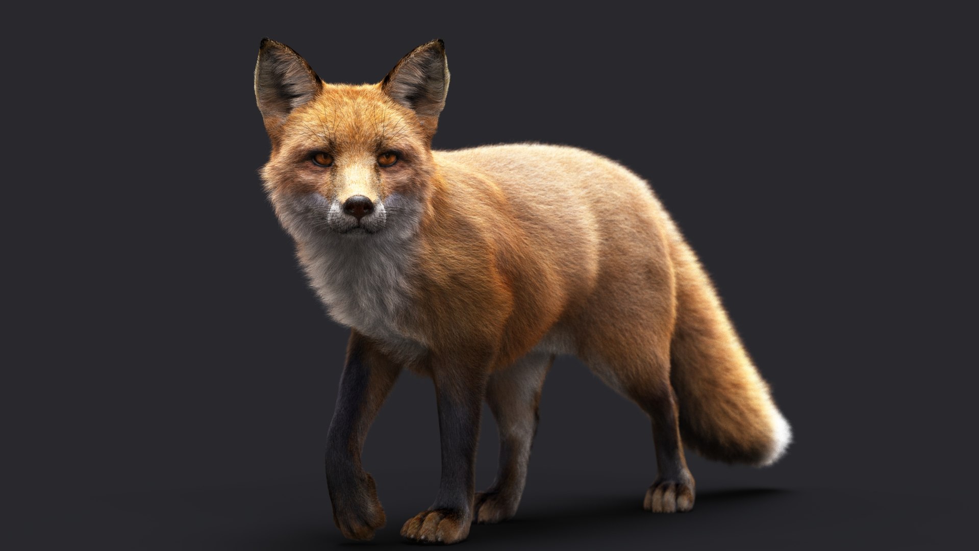 3D FOX RIG XGEN-CORE - TurboSquid 2085897