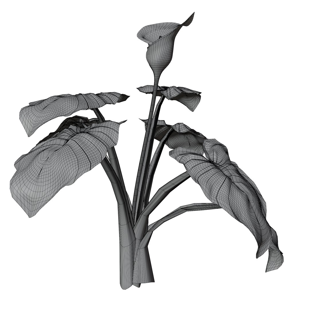 Calla Lily Zantedeschia aethiopica 3D https://p.turbosquid.com/ts-thumb/Xg/EI6kLa/1k/8/png/1737282801/1920x1080/fit_q87/e5cb4f97ec630ee0080365e83e0c838825b61ddf/8.jpg