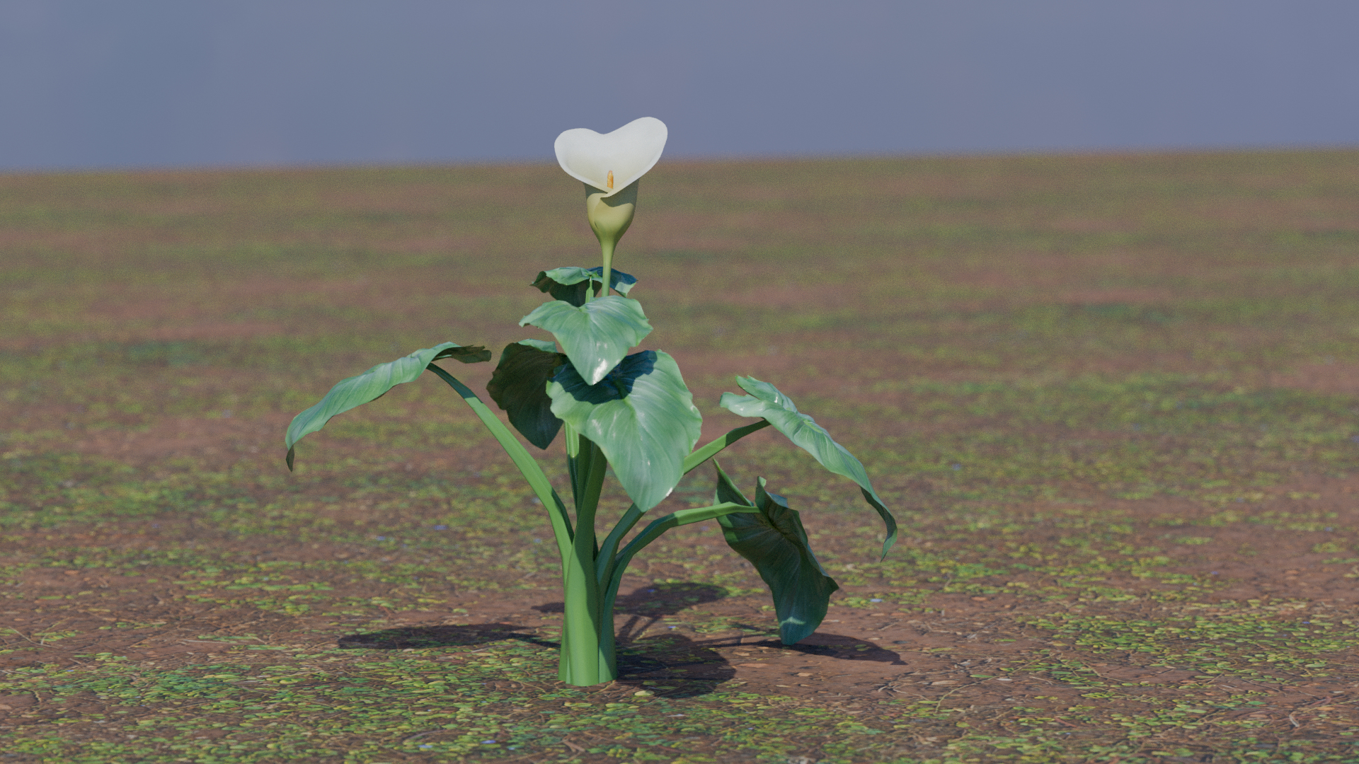 Calla Lily Zantedeschia aethiopica 3D https://p.turbosquid.com/ts-thumb/Xg/EI6kLa/6O/calla/png/1737285561/1920x1080/turn_fit_q99/ff16d10b216e31364d0b8b600178cb686c3f48e8/calla-1.jpg