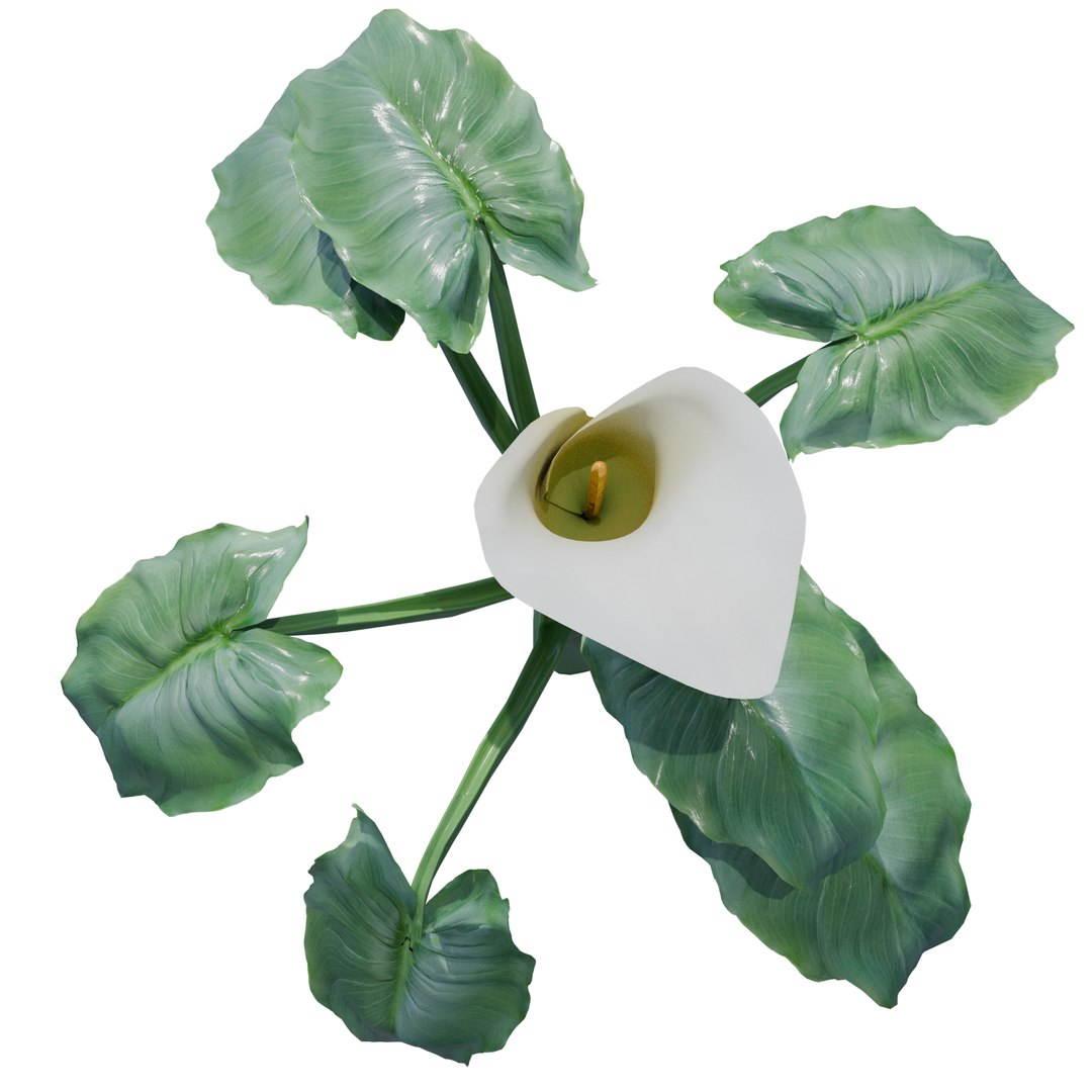 Calla Lily Zantedeschia aethiopica 3D https://p.turbosquid.com/ts-thumb/Xg/EI6kLa/AZ/5/png/1737282367/1920x1080/fit_q87/9e673e6436281c897d37653a4ccfb42387c92427/5.jpg