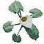 Calla Lily Zantedeschia aethiopica