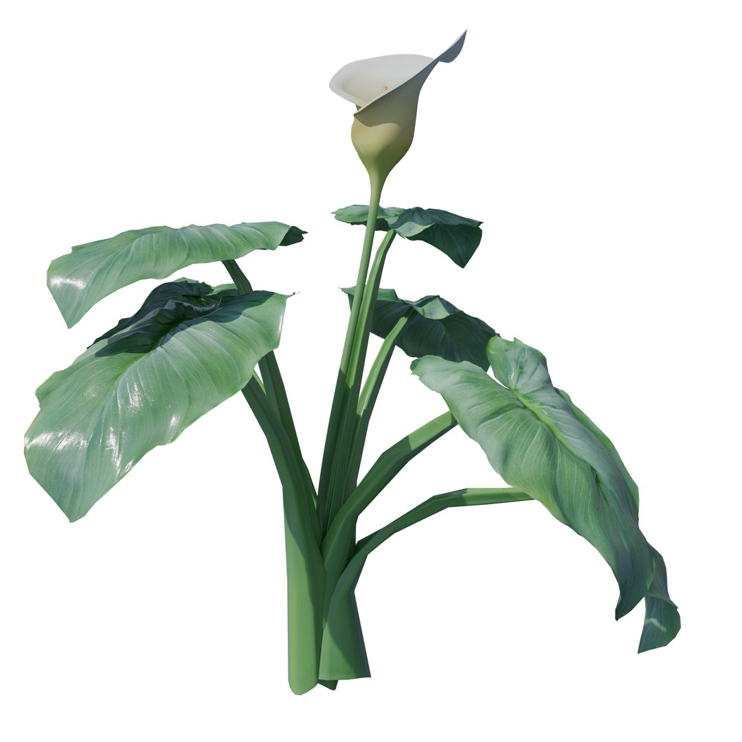 Calla Lily Zantedeschia aethiopica 3D https://p.turbosquid.com/ts-thumb/Xg/EI6kLa/D6/2/png/1737282348/1920x1080/fit_q87/8b4bcbd0f900c8a5a37a3cf5b5ad3c42e97cce52/2.jpg