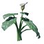 Calla Lily Zantedeschia aethiopica