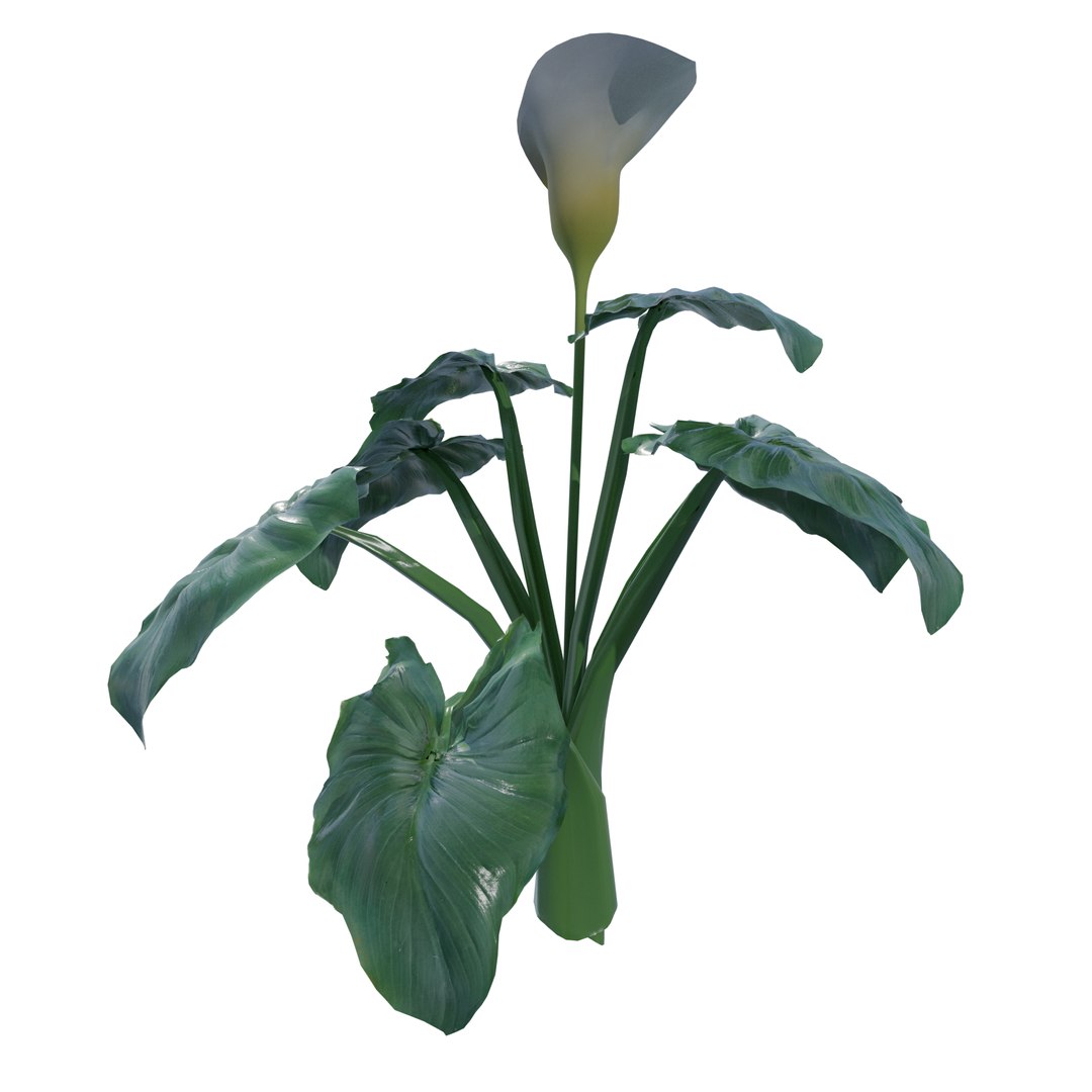 Calla Lily Zantedeschia aethiopica 3D https://p.turbosquid.com/ts-thumb/Xg/EI6kLa/R2/4/png/1737282365/1920x1080/fit_q87/982eb7810fd175102541d10738bd0ef805ae33a3/4.jpg