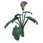 Calla Lily Zantedeschia aethiopica