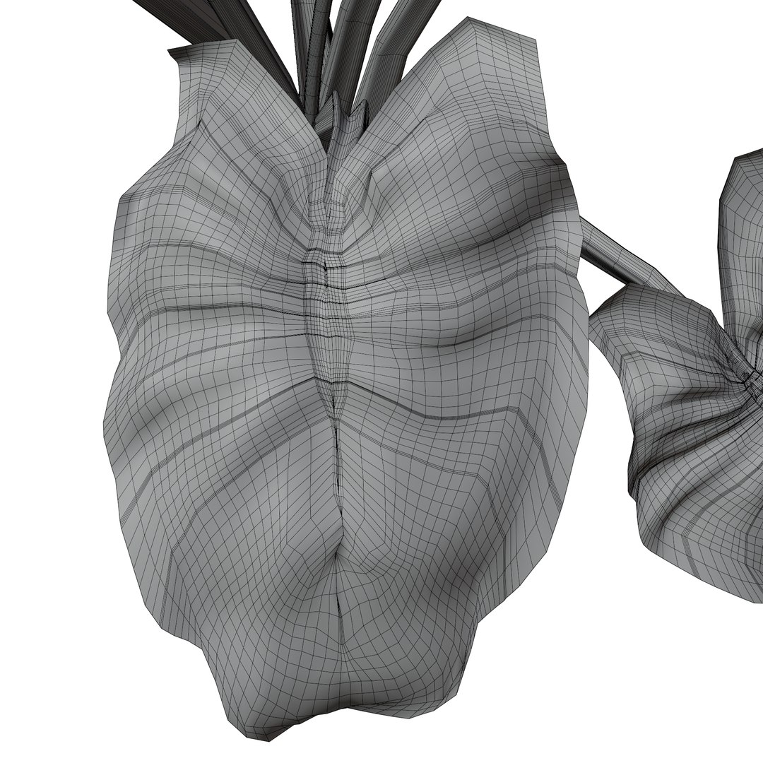 Calla Lily Zantedeschia aethiopica 3D https://p.turbosquid.com/ts-thumb/Xg/EI6kLa/V2/9/png/1737282806/1920x1080/fit_q87/ca0013e96060f801a72a9774eac6535821e82bc3/9.jpg