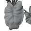 Calla Lily Zantedeschia aethiopica
