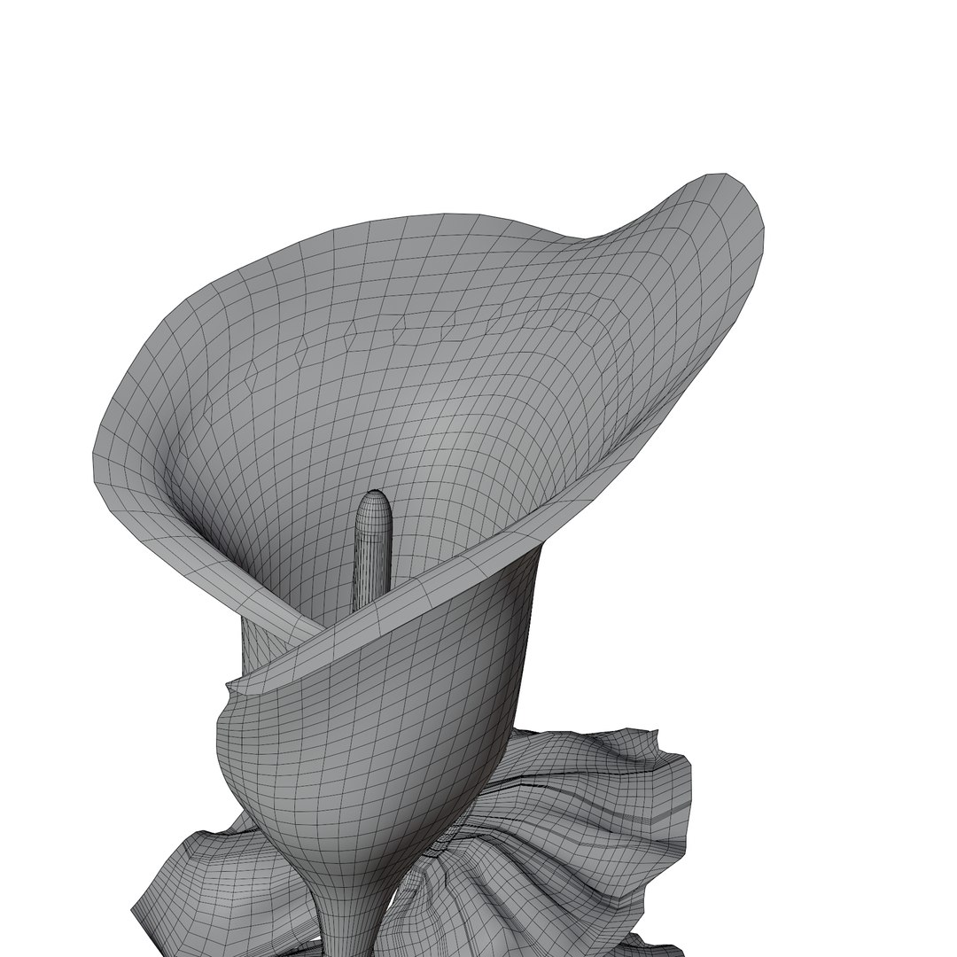 Calla Lily Zantedeschia aethiopica 3D https://p.turbosquid.com/ts-thumb/Xg/EI6kLa/eu/10/png/1737282802/1920x1080/fit_q87/7818f9383796debda260a2e5dca82381dd89338e/10.jpg