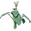 Calla Lily Zantedeschia aethiopica