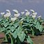 Calla Lily Zantedeschia aethiopica