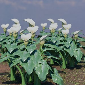 Calla Lily Zantedeschia aethiopica