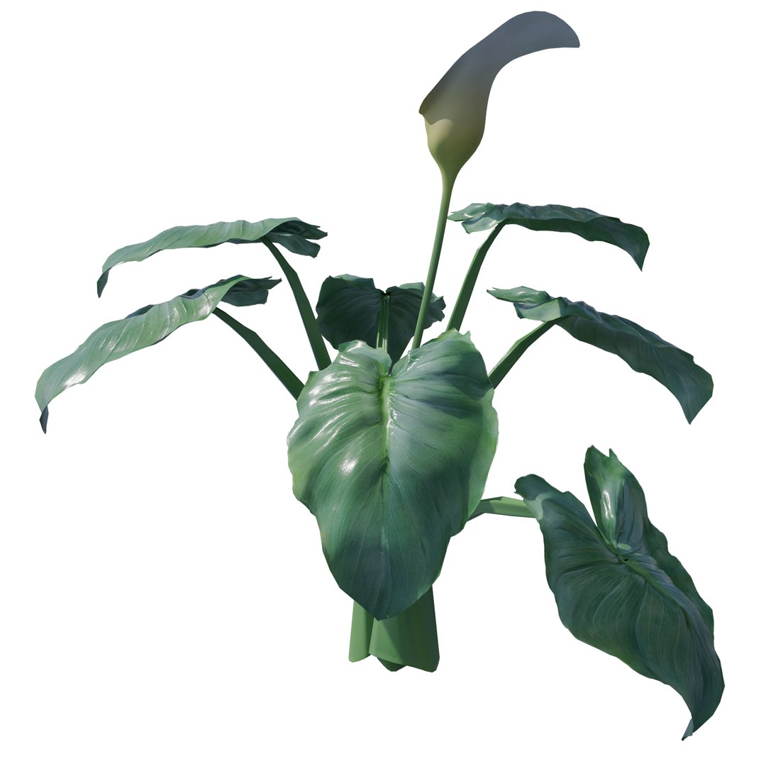 Calla Lily Zantedeschia aethiopica 3D https://p.turbosquid.com/ts-thumb/Xg/EI6kLa/n7/3/png/1737282348/1920x1080/fit_q87/86fb42bdcafe90bc878871866bb1ec6b6c3c1cdb/3.jpg