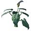 Calla Lily Zantedeschia aethiopica