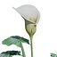 Calla Lily Zantedeschia aethiopica