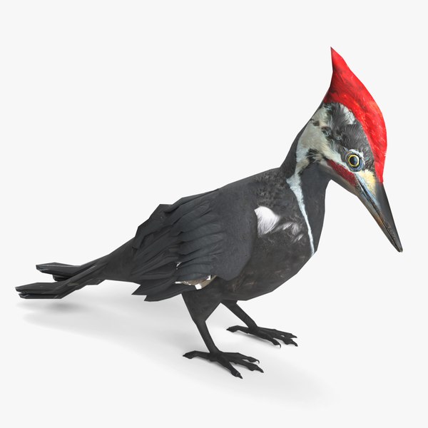 woodpecker animations 3D model