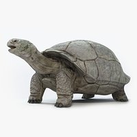 Galapagos Tortoise