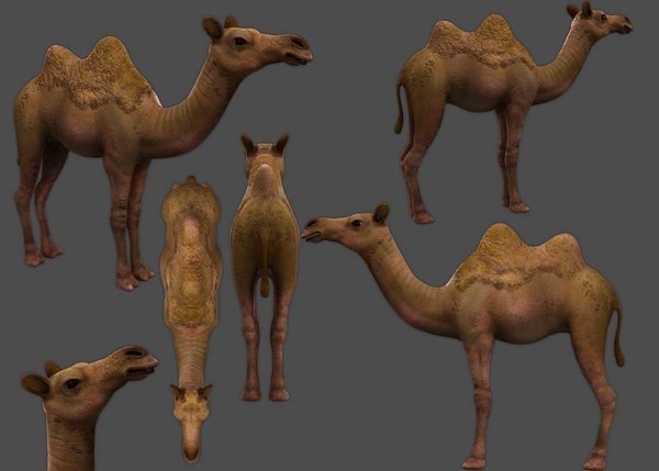 camel low-poly 3D
