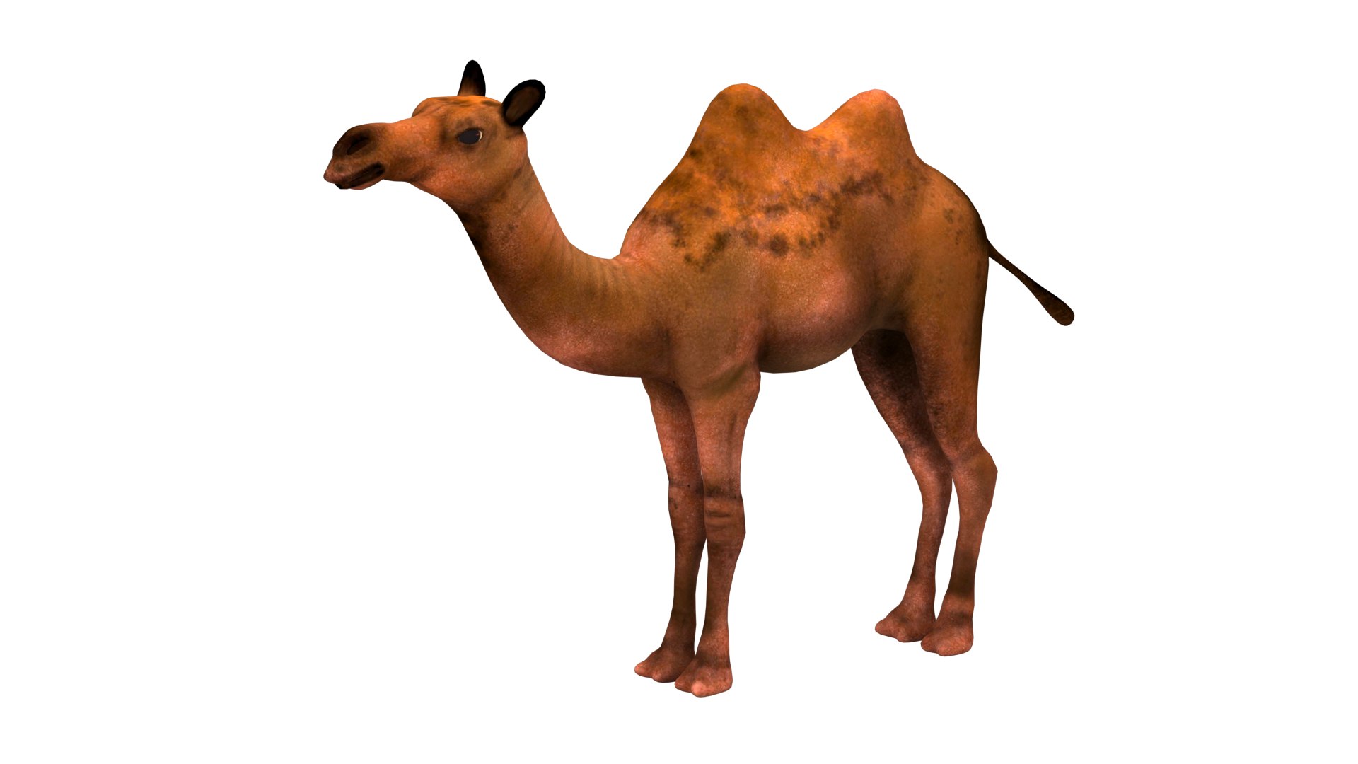 camel low-poly 3D https://p.turbosquid.com/ts-thumb/Xg/S6DRl6/b2/8/png/1737817279/1920x1080/fit_q87/1705f4b6807fe992ea91251a77e978527d3751c1/8.jpg