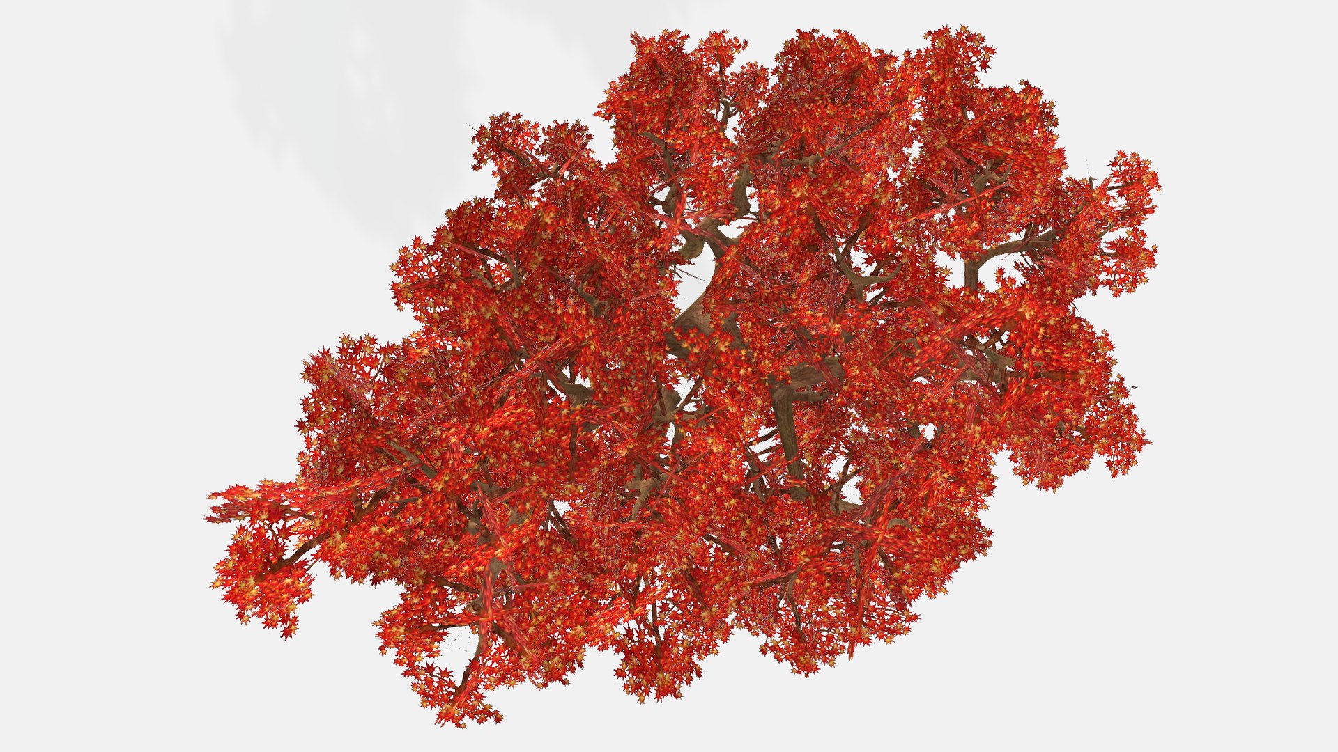Japanese Maple 3D Model - TurboSquid 2331132