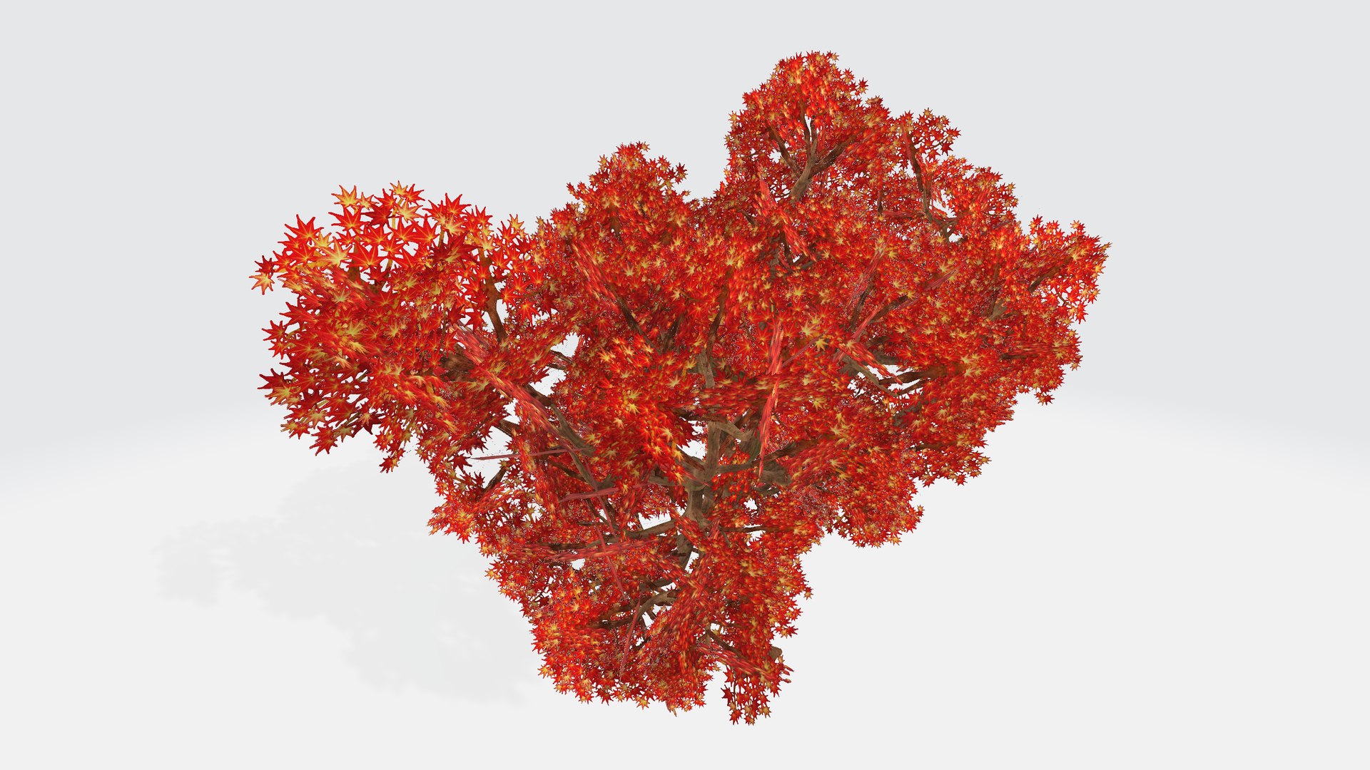 Japanese Maple 3D Model - TurboSquid 2331132