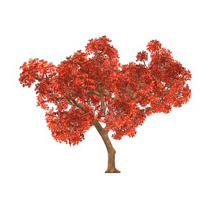 Japanese Maple