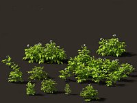 Solanum tuberosum - Potato