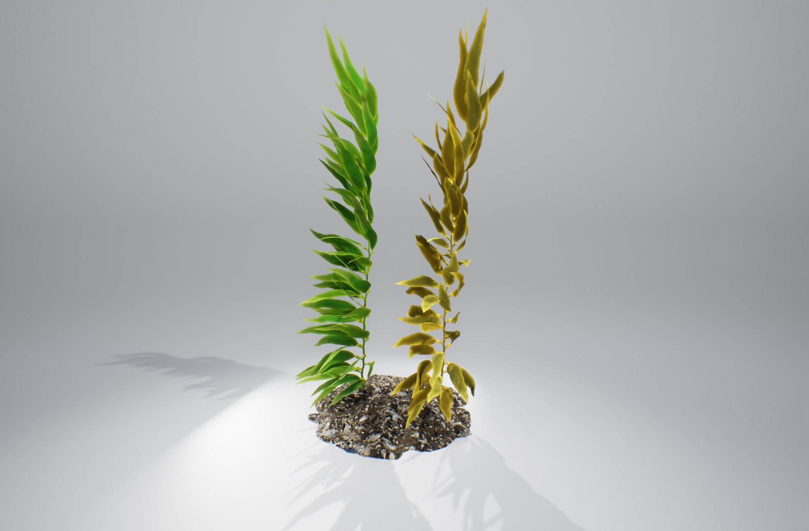 Seaweed Plant Nature 3D Model - TurboSquid 1378606