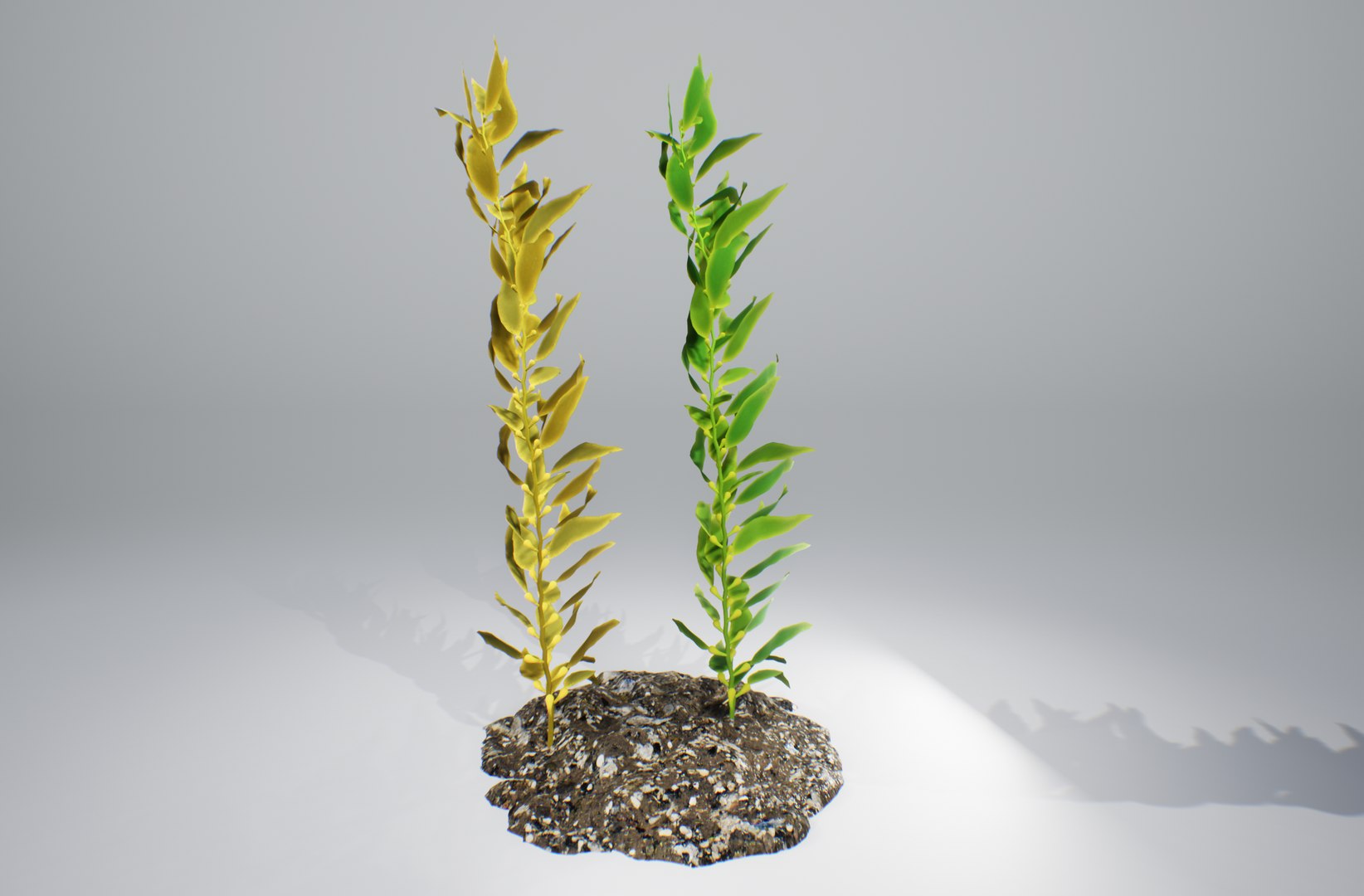 Seaweed Plant Nature 3D Model - TurboSquid 1378606