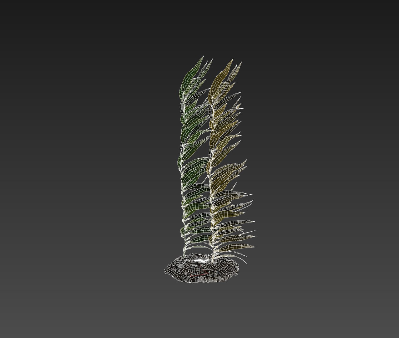 Seaweed Plant Nature 3D Model - TurboSquid 1378606