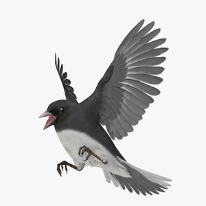 Junco Hyemalis 'Dark-eyed Junco'