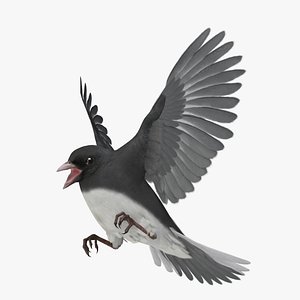 Junco Hyemalis 'Dark-eyed Junco'