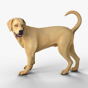 3D model Golden Retriever