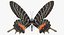 3D bhutanitis lidderdalii butterfly rigged model