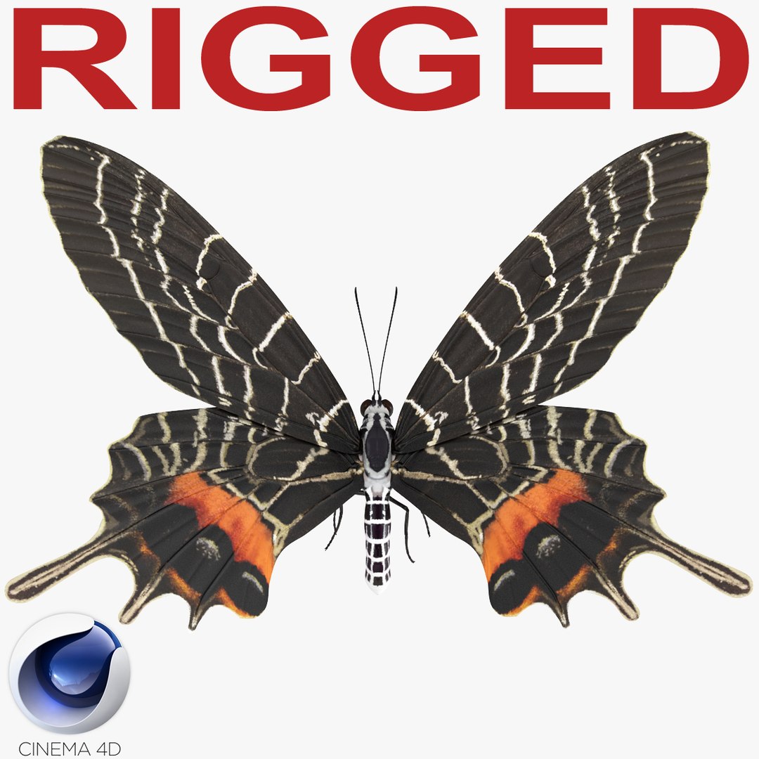 Bhutanitis Lidderdalii Butterfly Rigged for Cinema 4D 3D Model preview