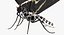 3D bhutanitis lidderdalii butterfly rigged model