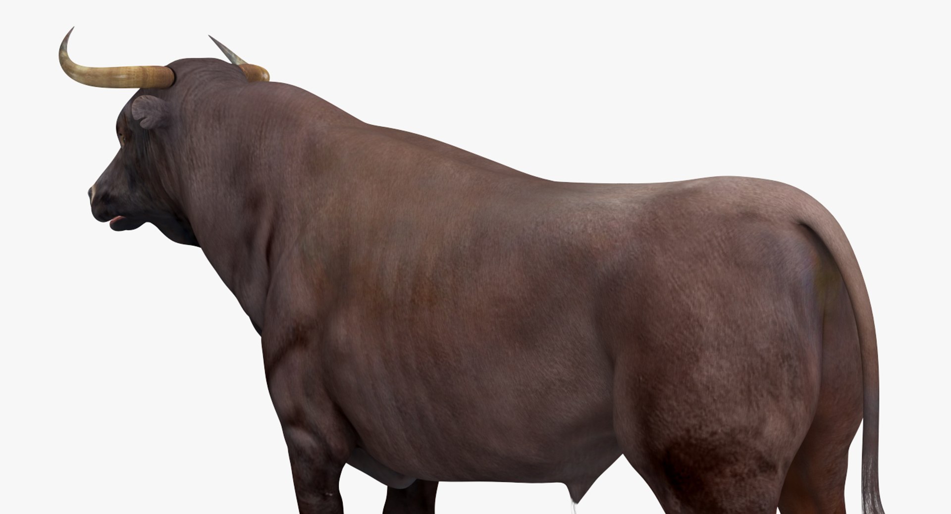 3D bull rigged https://p.turbosquid.com/ts-thumb/Xh/7FCSIY/4zsWegKy/bullrigged3dsmodel024/jpg/1510087260/1920x1080/fit_q87/227bd4f1ad81a82e695909547da59fdecf38e7c4/bullrigged3dsmodel024.jpg