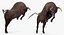 Bull Rigged for Cinema 4D