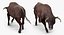 Bull Rigged for Cinema 4D