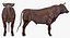 Bull Rigged for Cinema 4D
