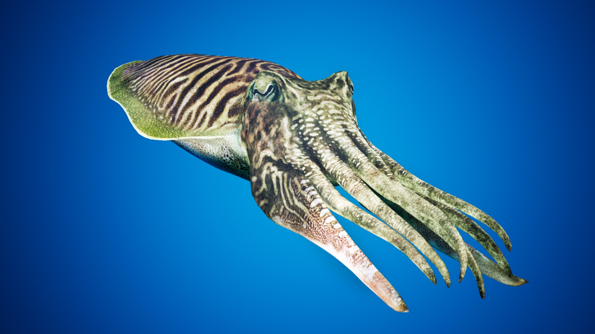 Cuttlefish Animation Octane 3D - TurboSquid 1404735