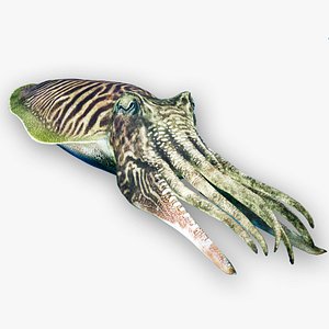 cuttlefish animation octane 3D