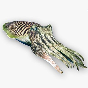 Cuttlefish with Octane Support