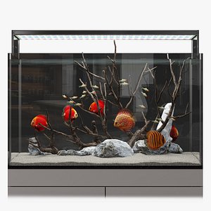 Aquarium discus fish
