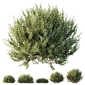 3D HQ Plants Montra Olive Bush Version10 model