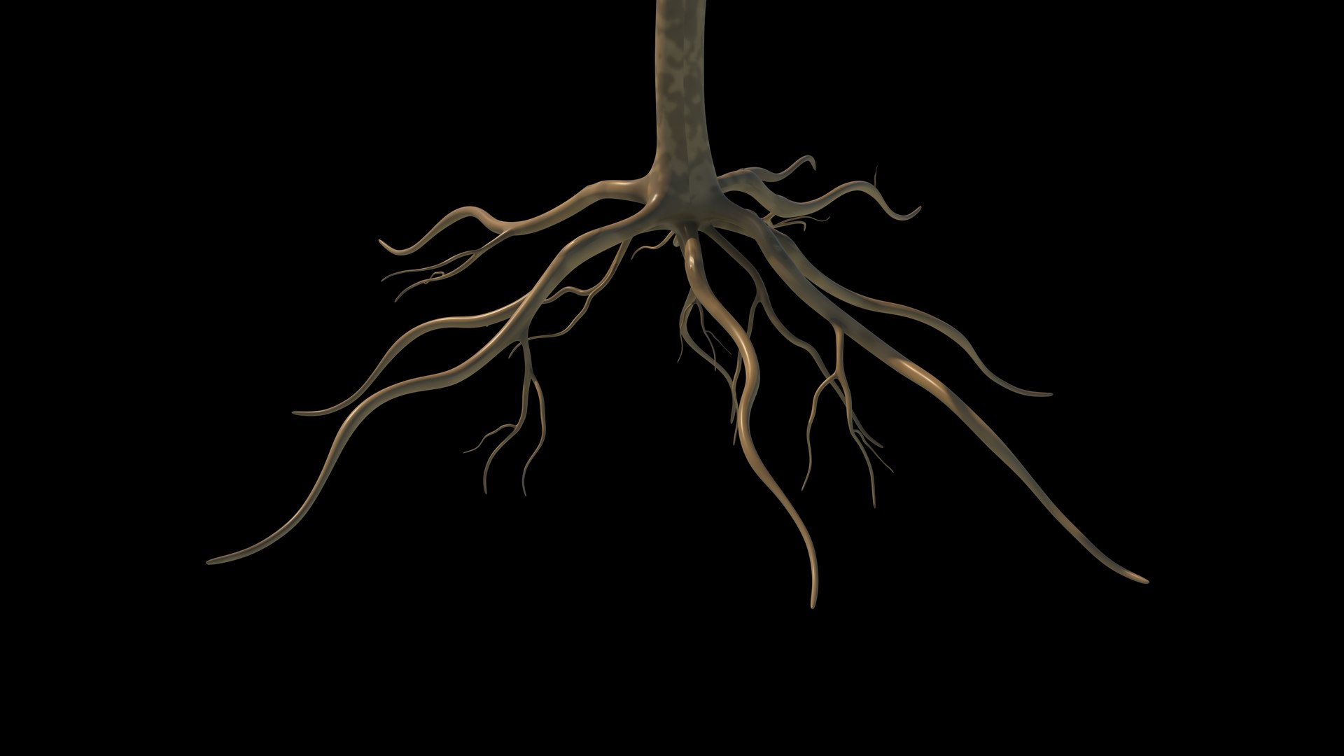 3D Pneumathodes Roots Model - TurboSquid 2207472