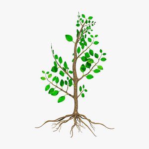 3D pneumathodes roots model