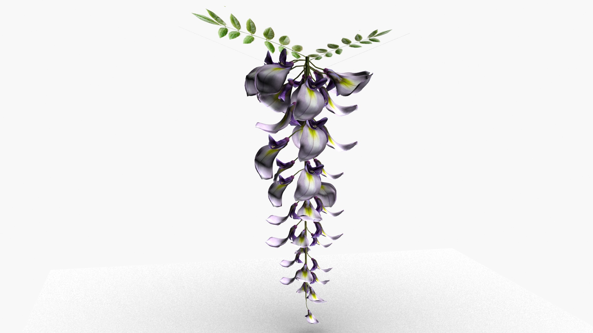 3D Wisteria Flower TurboSquid 1804985