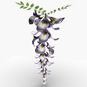 Wisteria flower